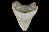 Fossil Megalodon Tooth - North Carolina #108883-2